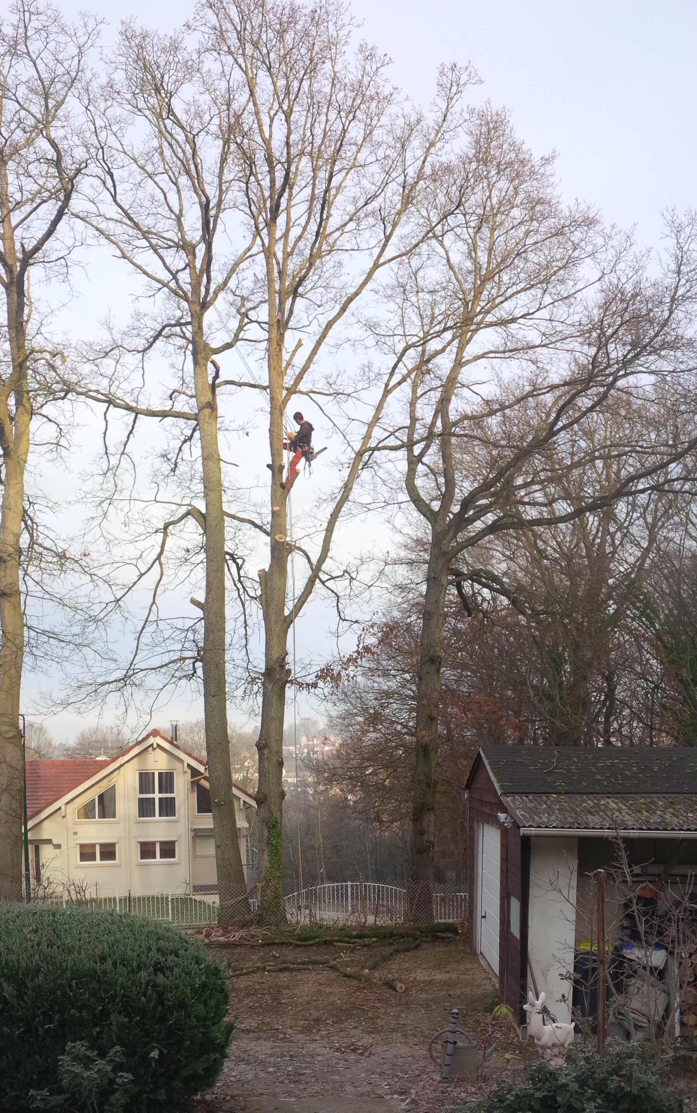 elagage abattage Boissy le Châtel 77169